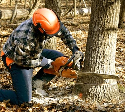 Tree Removal in Fort Mitchell, AL